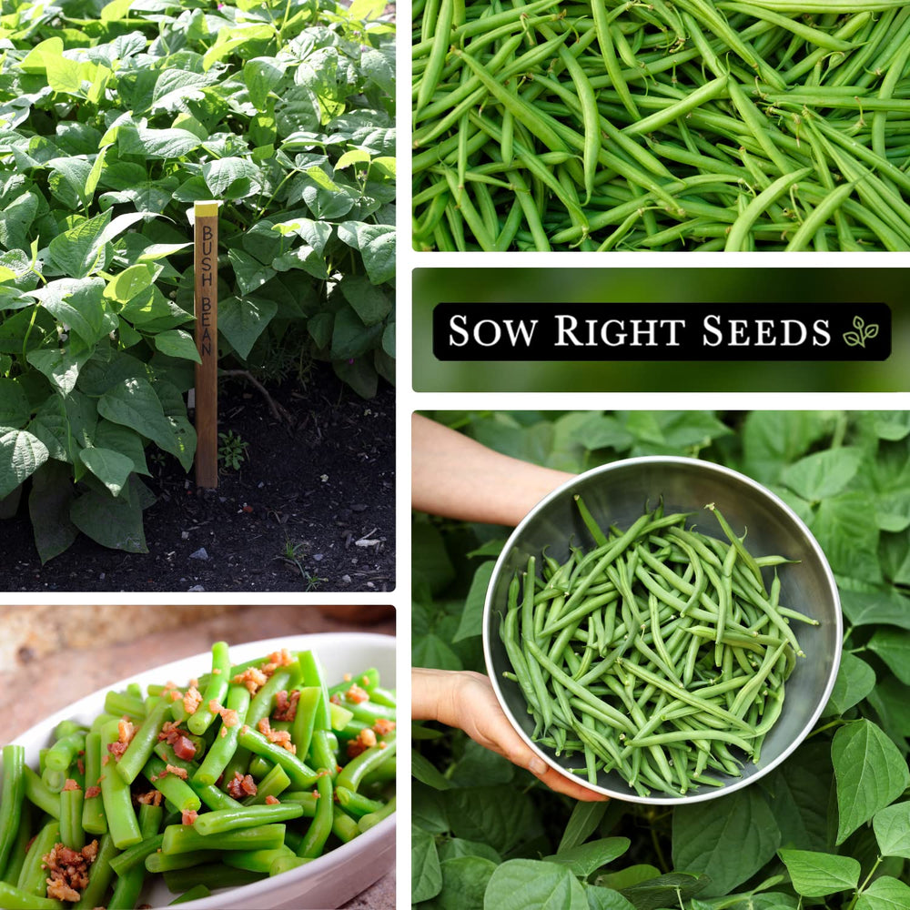 Stringless Contender bean pods ideal for easy picking and cooking.