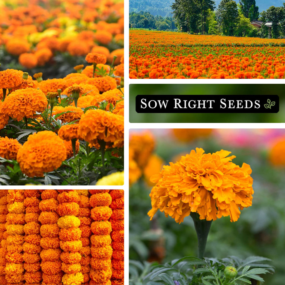 Companion planting with Crackerjack African Marigold in a veggie garden.