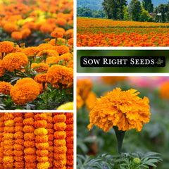 Companion planting with Crackerjack African Marigold in a veggie garden.