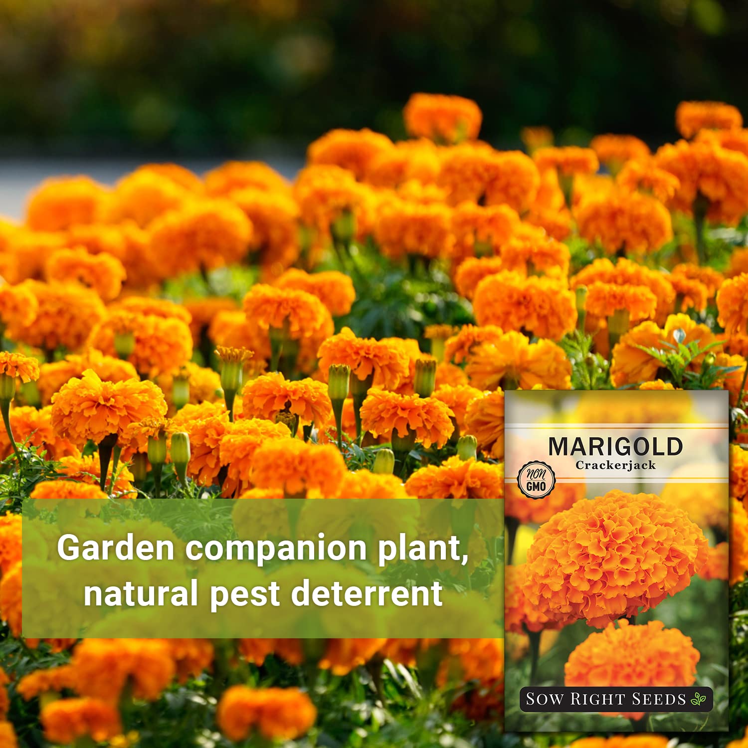 Crackerjack marigold plant growing tall in a sunny bed 24-36 inches.