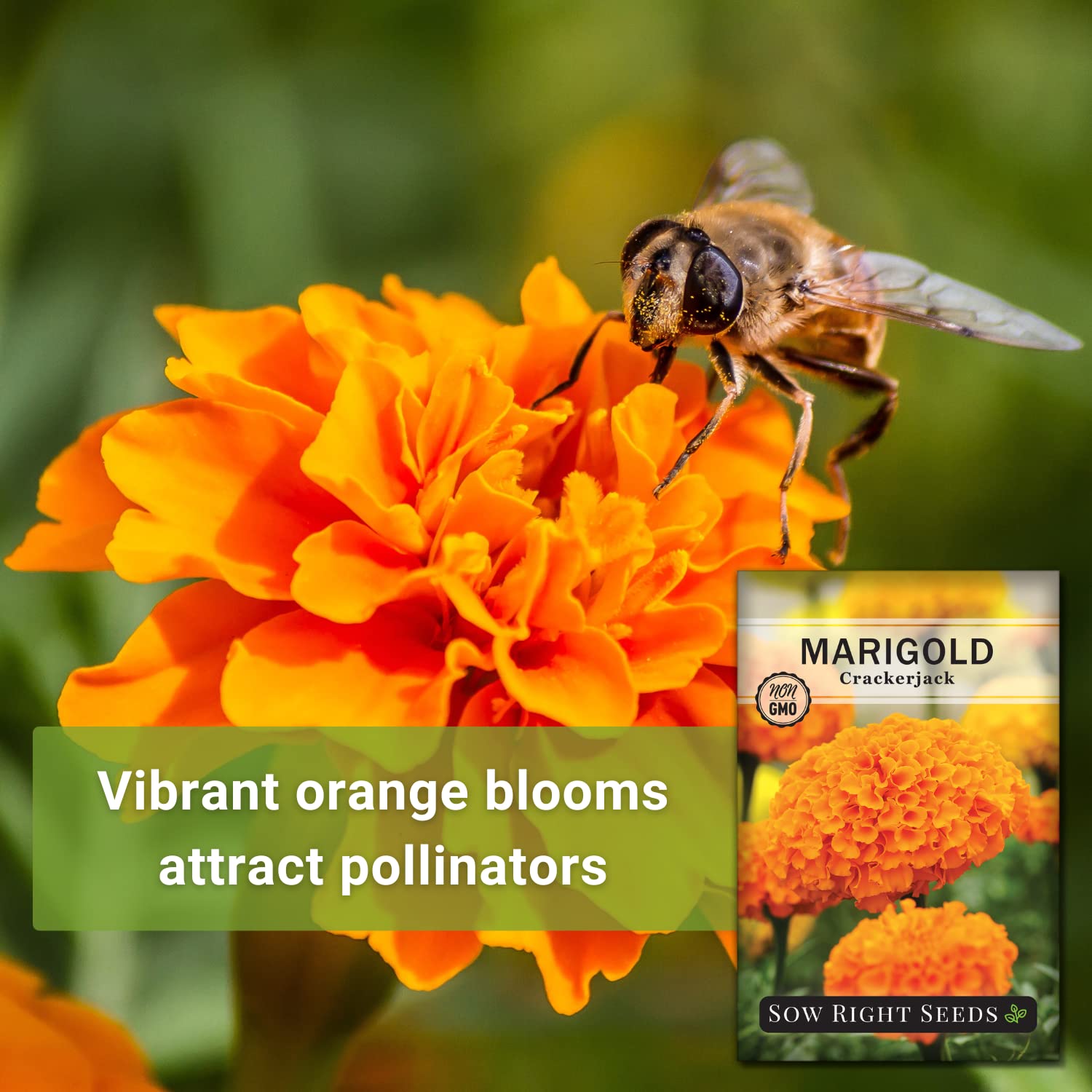 Bees and butterflies visit Crackerjack marigold blooms.