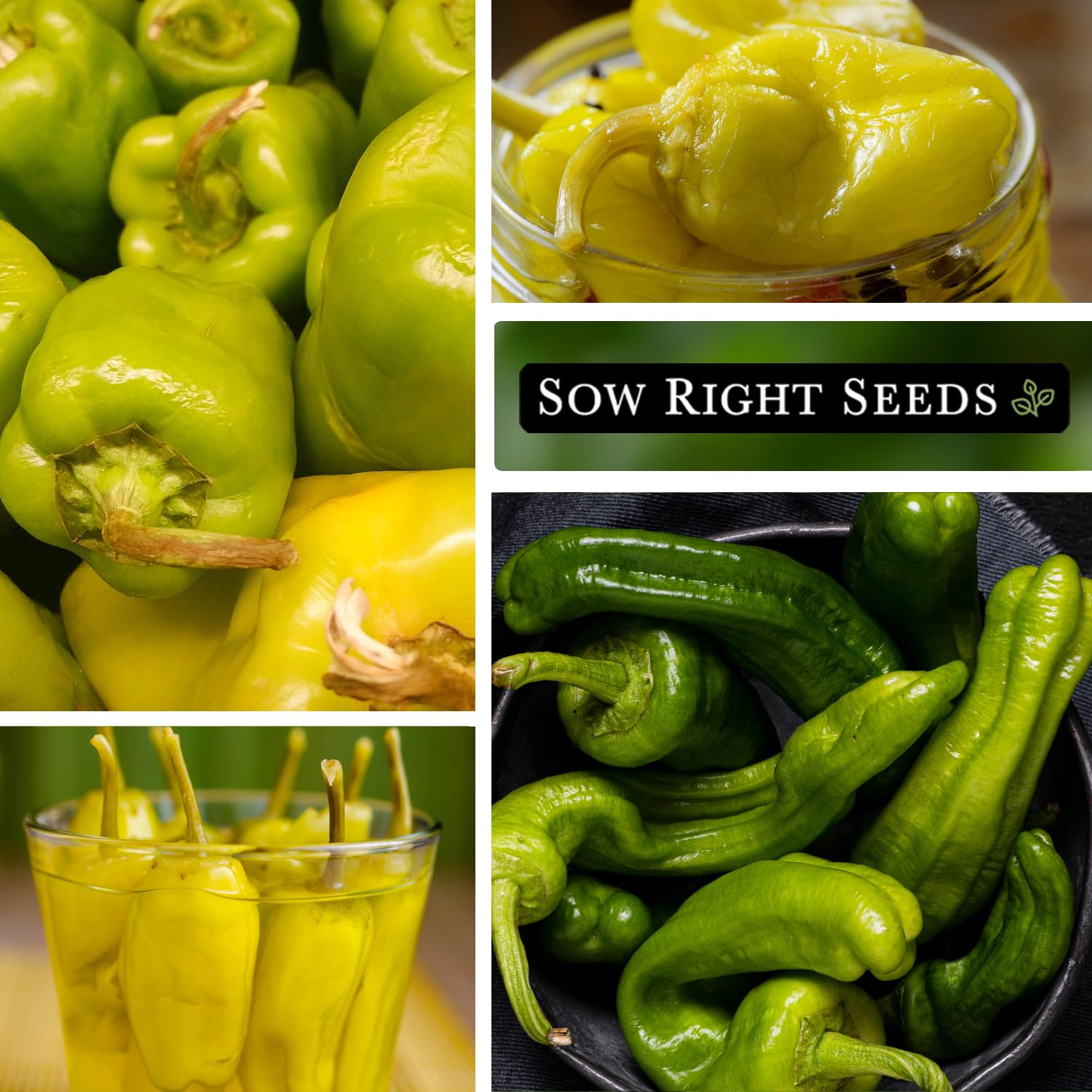 Friggitello peppers ideal for homemade pickles from Sow Right Seeds