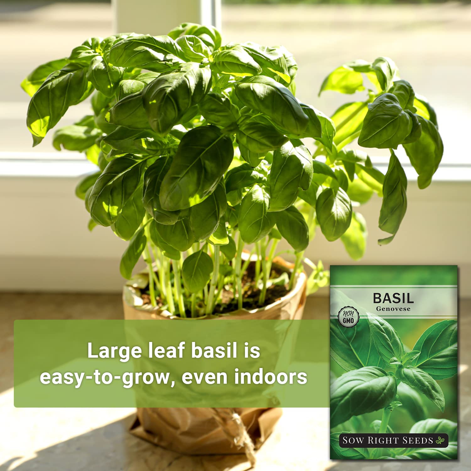 Genovese basil plant growing indoors in a sunny kitchen