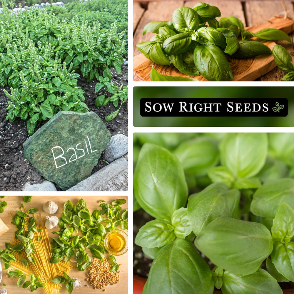 Outdoor garden bed with Genovese basil thriving in full sun
