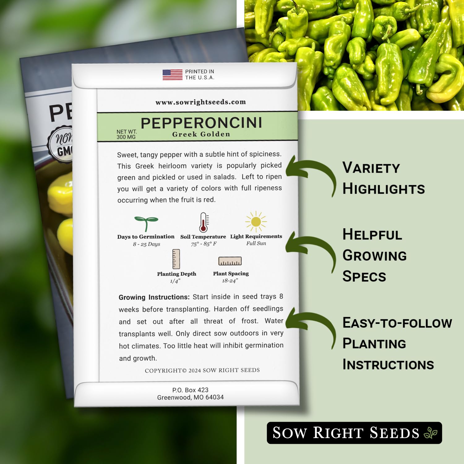 Greek Golden Pepperoncini green pepper ready for harvest in home garden