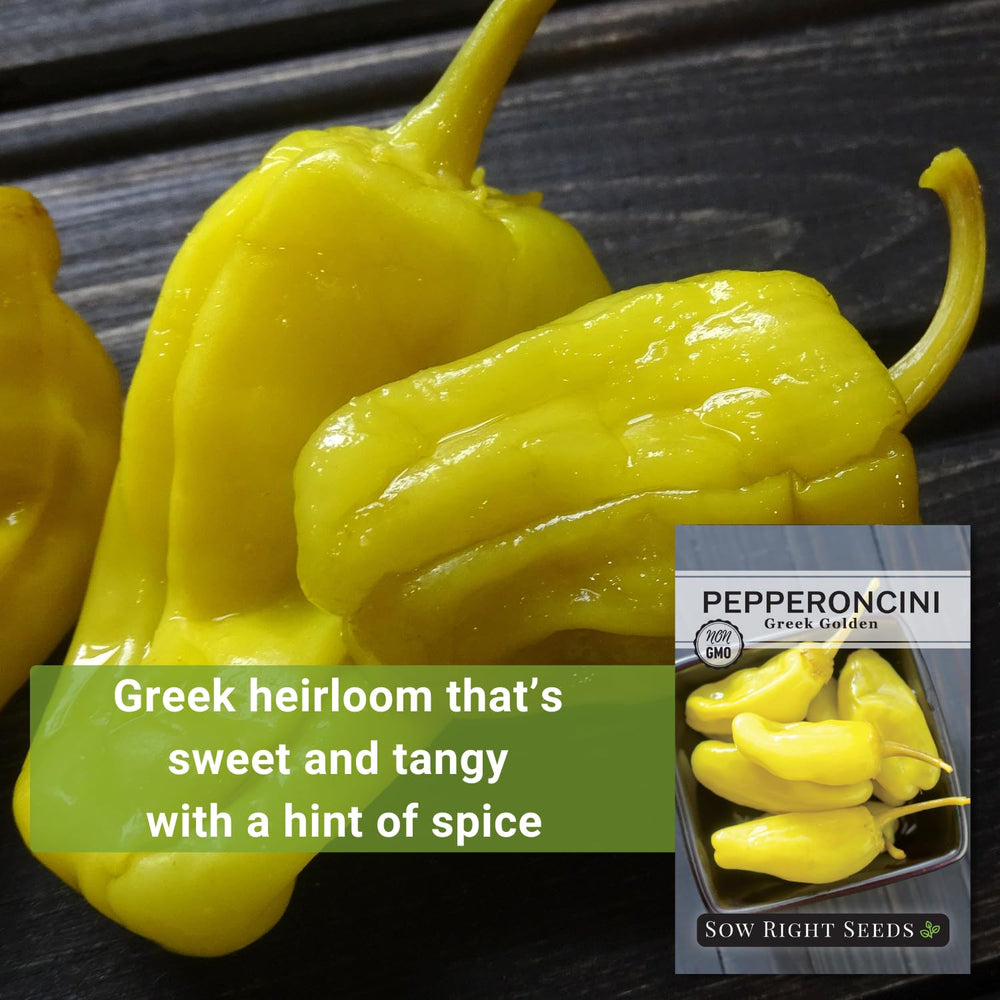 Red ripe Greek Golden Pepperoncini pepper ready for pickling and salads