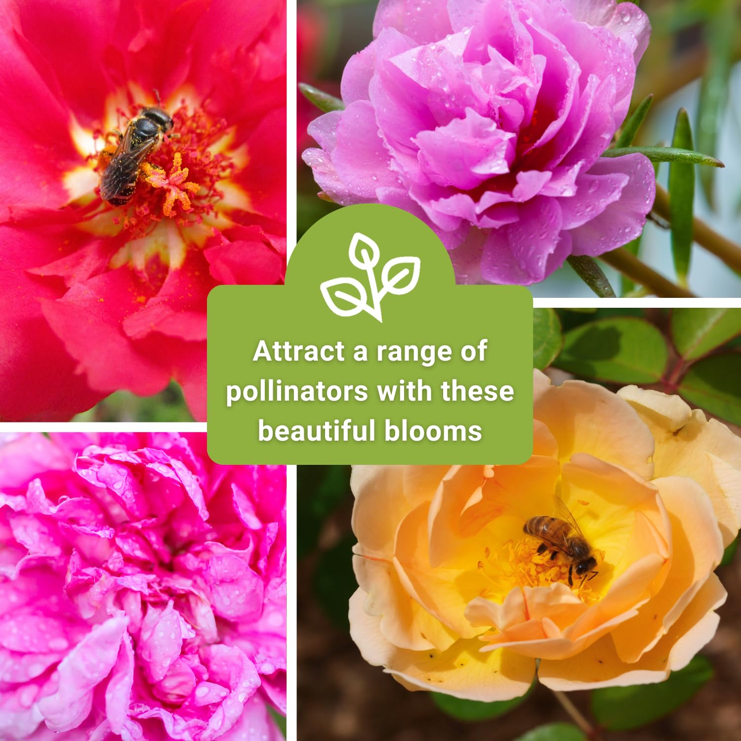 Sow Right Seeds heritage non-GMO moss rose preserves heirloom garden traditions.