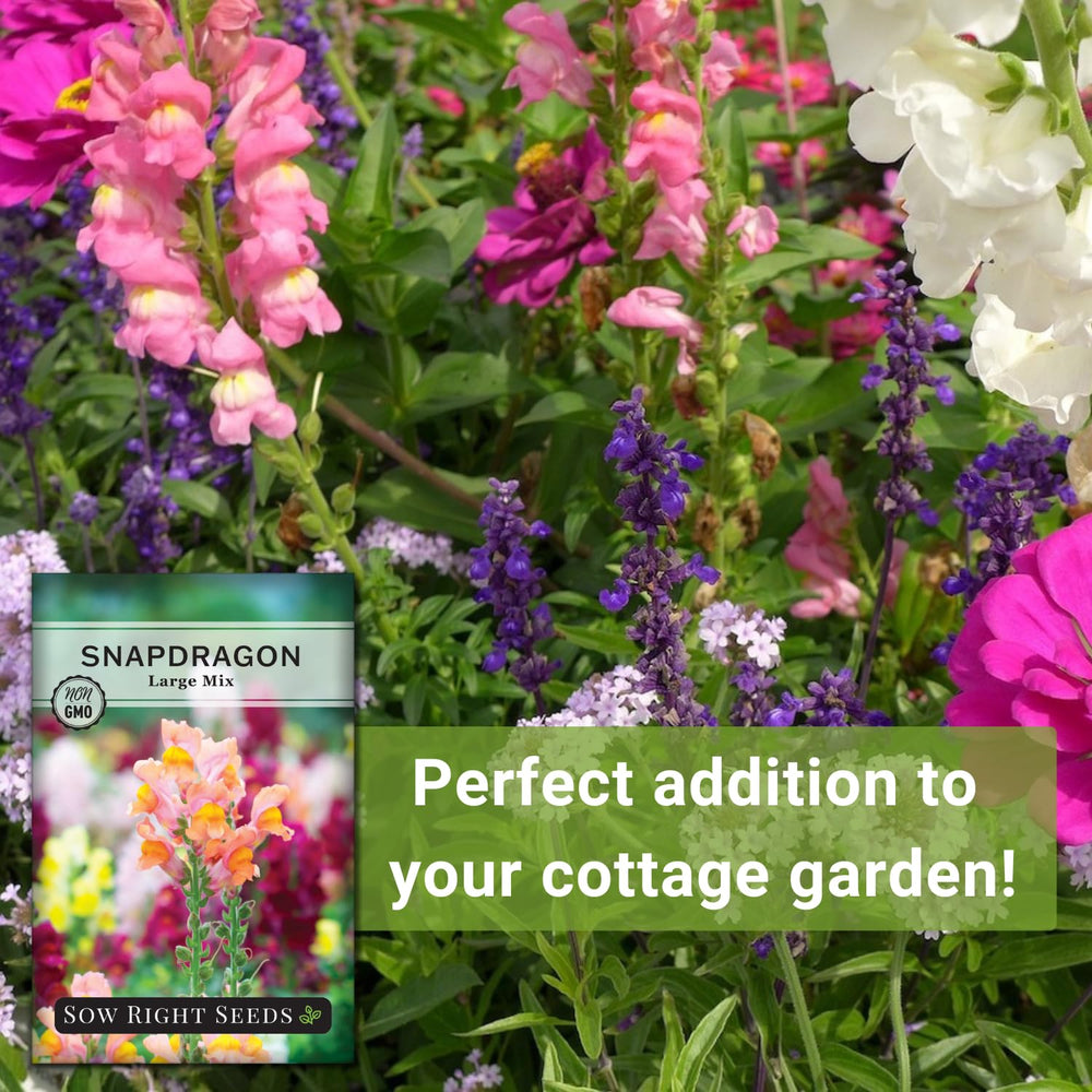 Sow Right Seeds snapdragon makes long-lasting cut flowers for indoors.