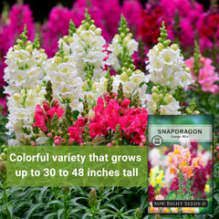 Sow Right Seeds snapdragon garden bed display highlights tall spikes and color.