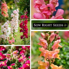 Sow Right Seeds snapdragon invites pollinators like bees and butterflies.