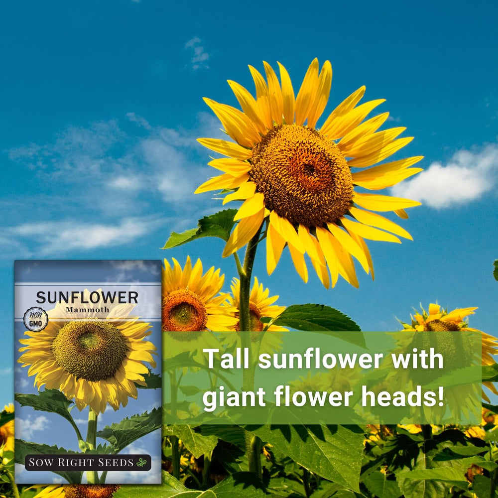 Sow Right Seeds Mammoth Sunflower blooms support pollinators and brighten summer landscapes.