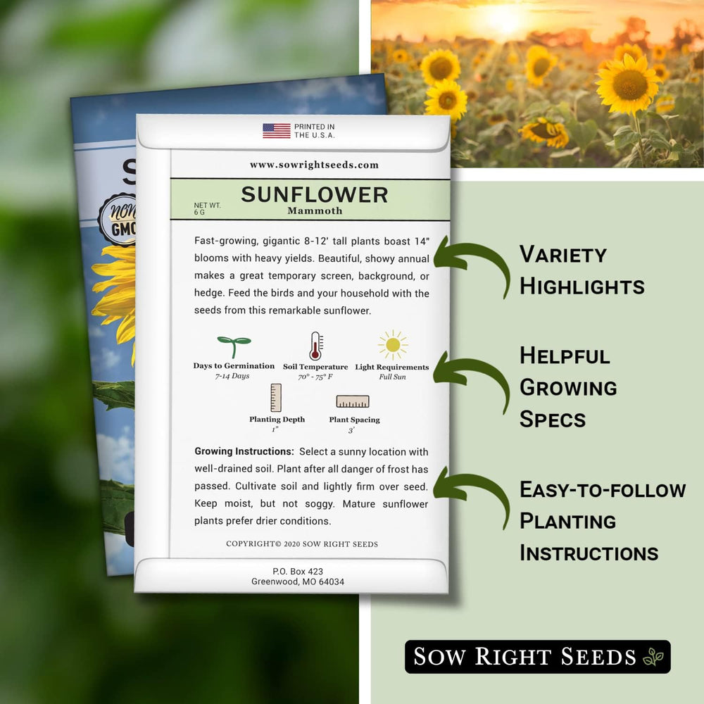 Sow Right Seeds Mammoth Sunflowers growing tall in sunlit beds create dramatic focal points.