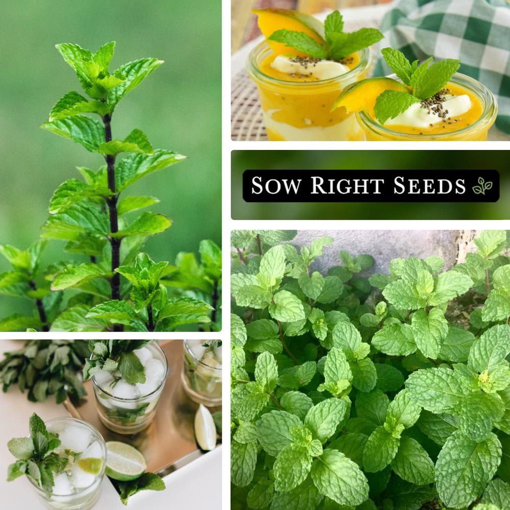 Sow Right Seeds mint in a container supports contained growth.