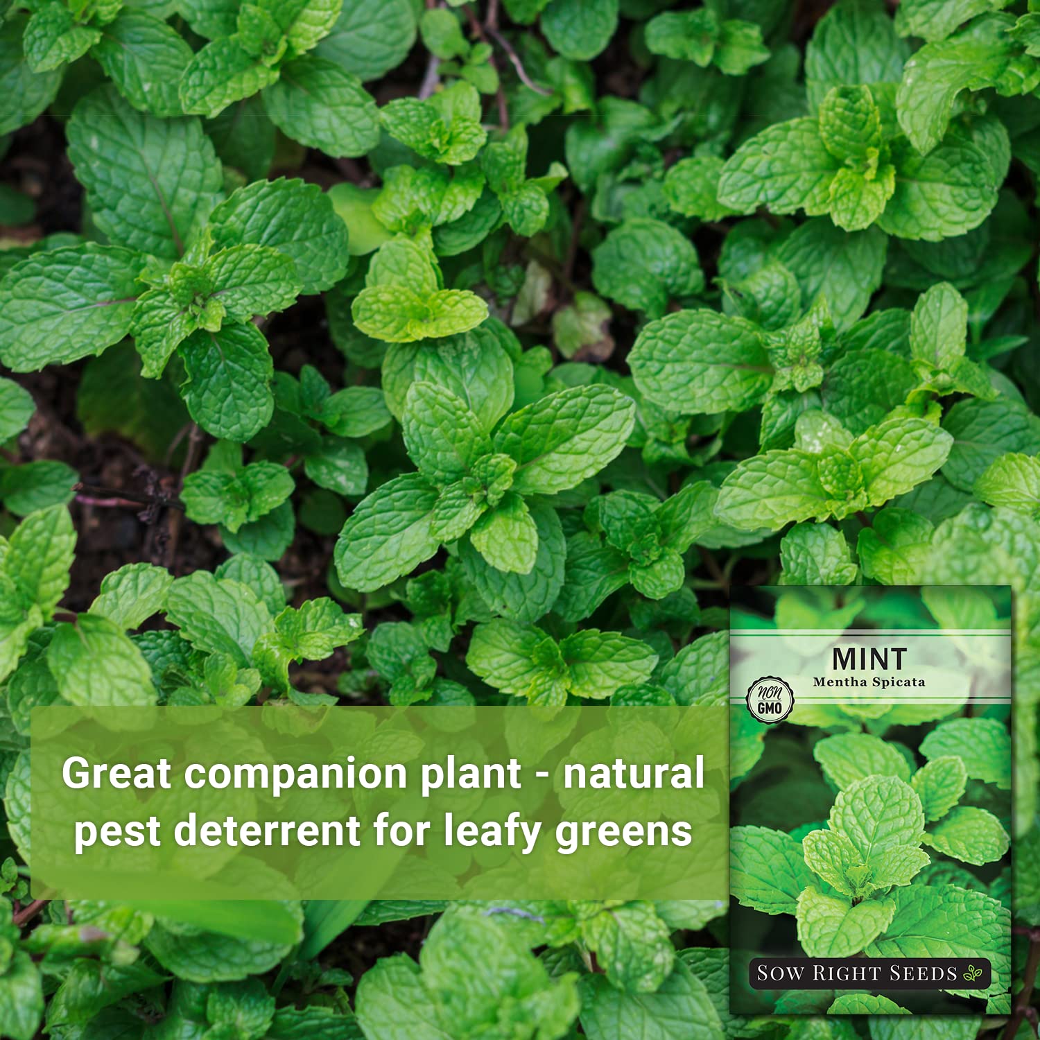 Sow Right Seeds mint plants in the garden ready to spread.