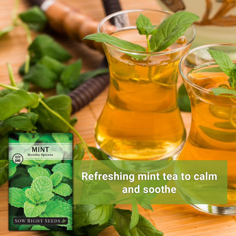 Sow Right Seeds mint tea setup for refreshing beverages.