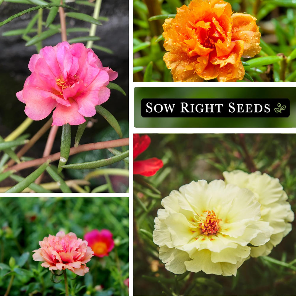Sow Right Seeds Moss Rose in a container garden for easy outdoor color.