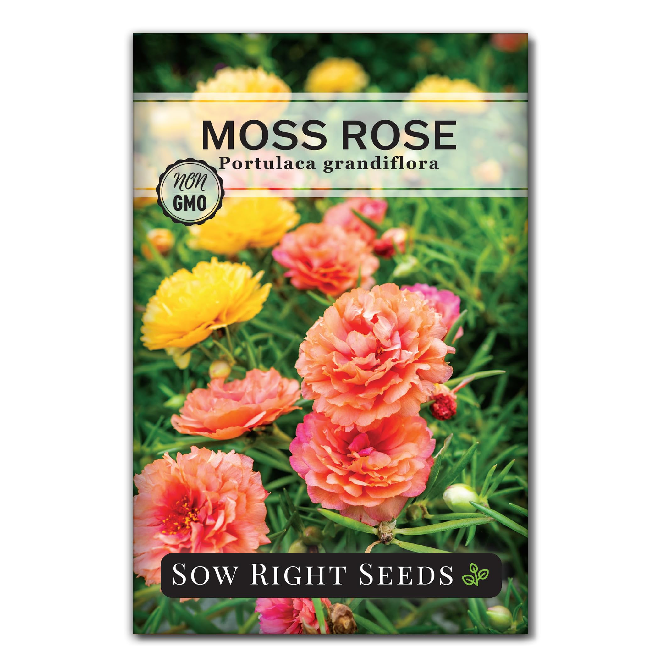 Sow Right Seeds Moss Rose with vibrant double blossoms for borders and containers.