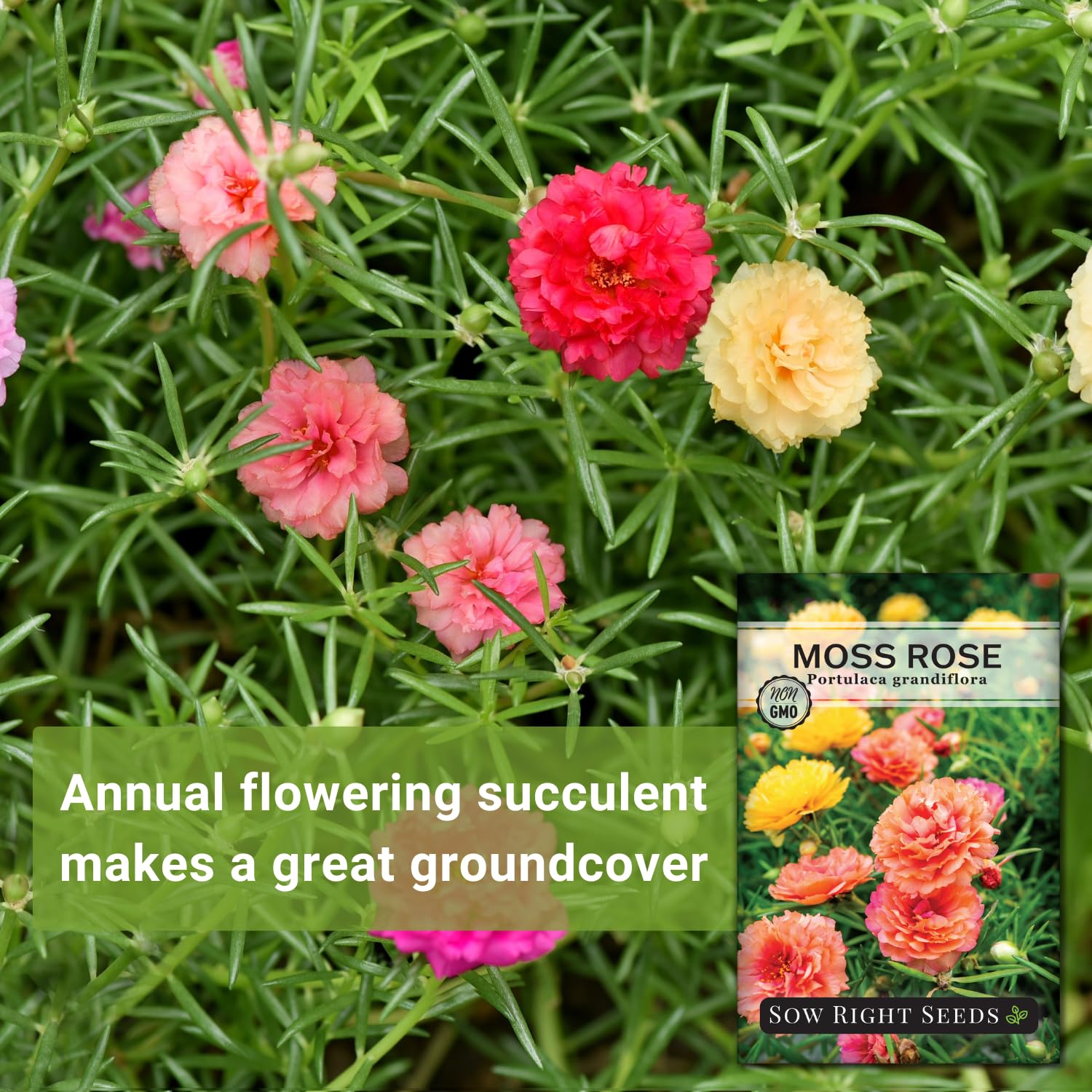 Sow Right Seeds Moss Rose ground cover forming a low, colorful carpet.
