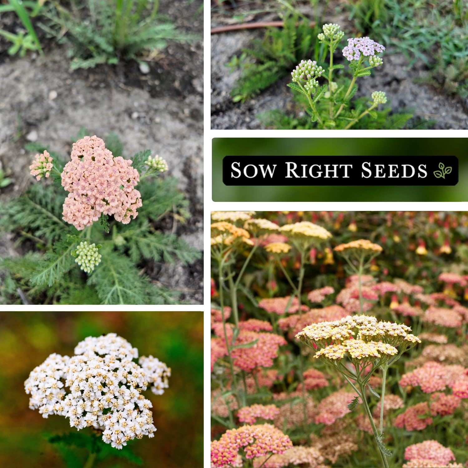 Pastel Mix Yarrow from Sow Right Seeds used as vibrant indoor-cut flowers.