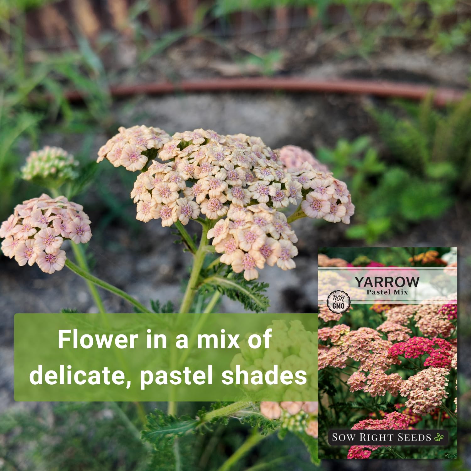 Sow Right Seeds Pastel Mix Yarrow showcases border color and texture.