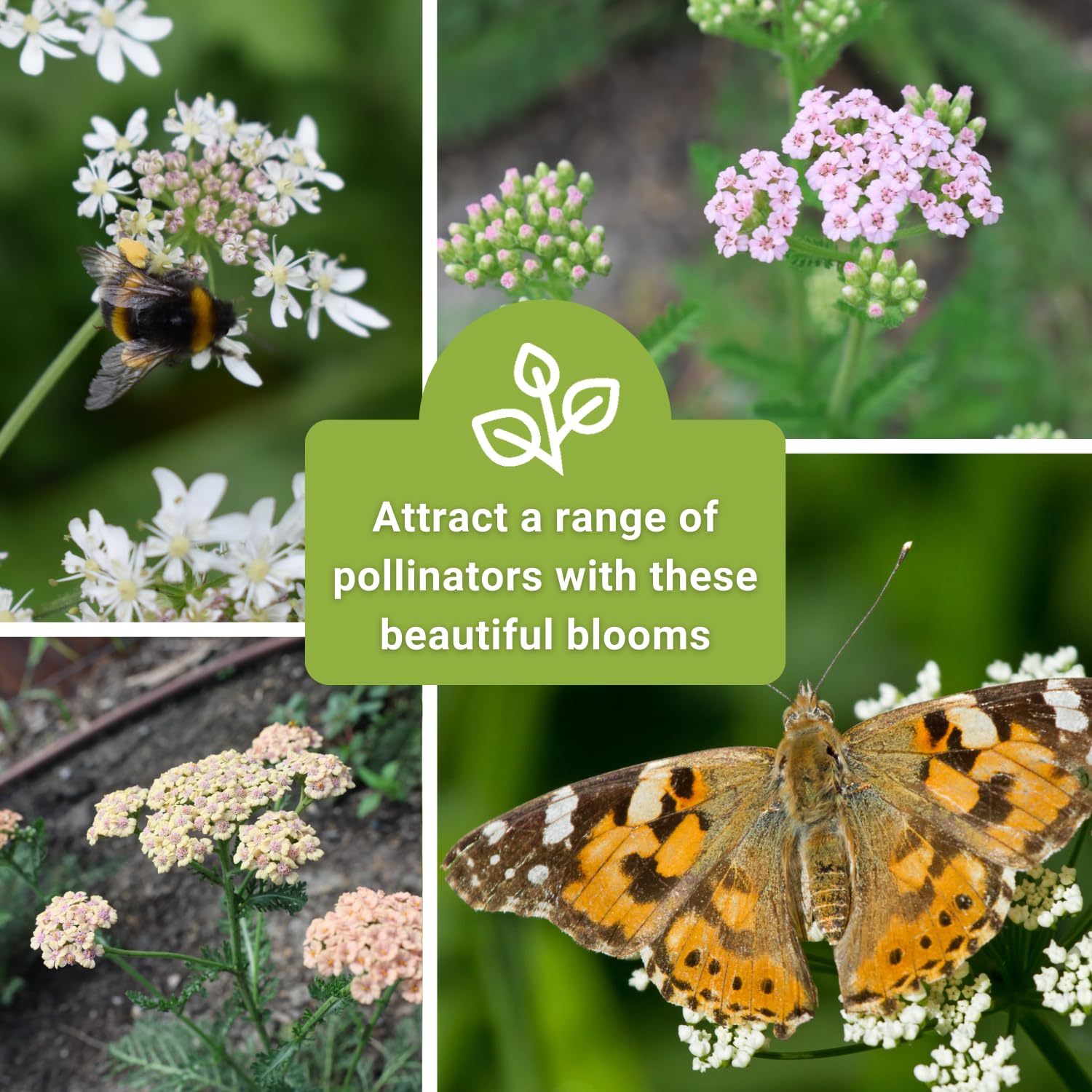 Pastel Mix Yarrow planting guide from Sow Right Seeds helps beginner gardeners.