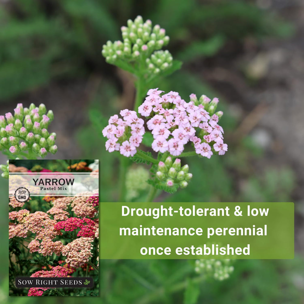 Sow Right Seeds Pastel Mix Yarrow stands as a drought-tolerant garden option.