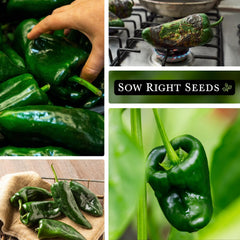 Sow Right Seeds Poblano peppers dried to ancho chiles