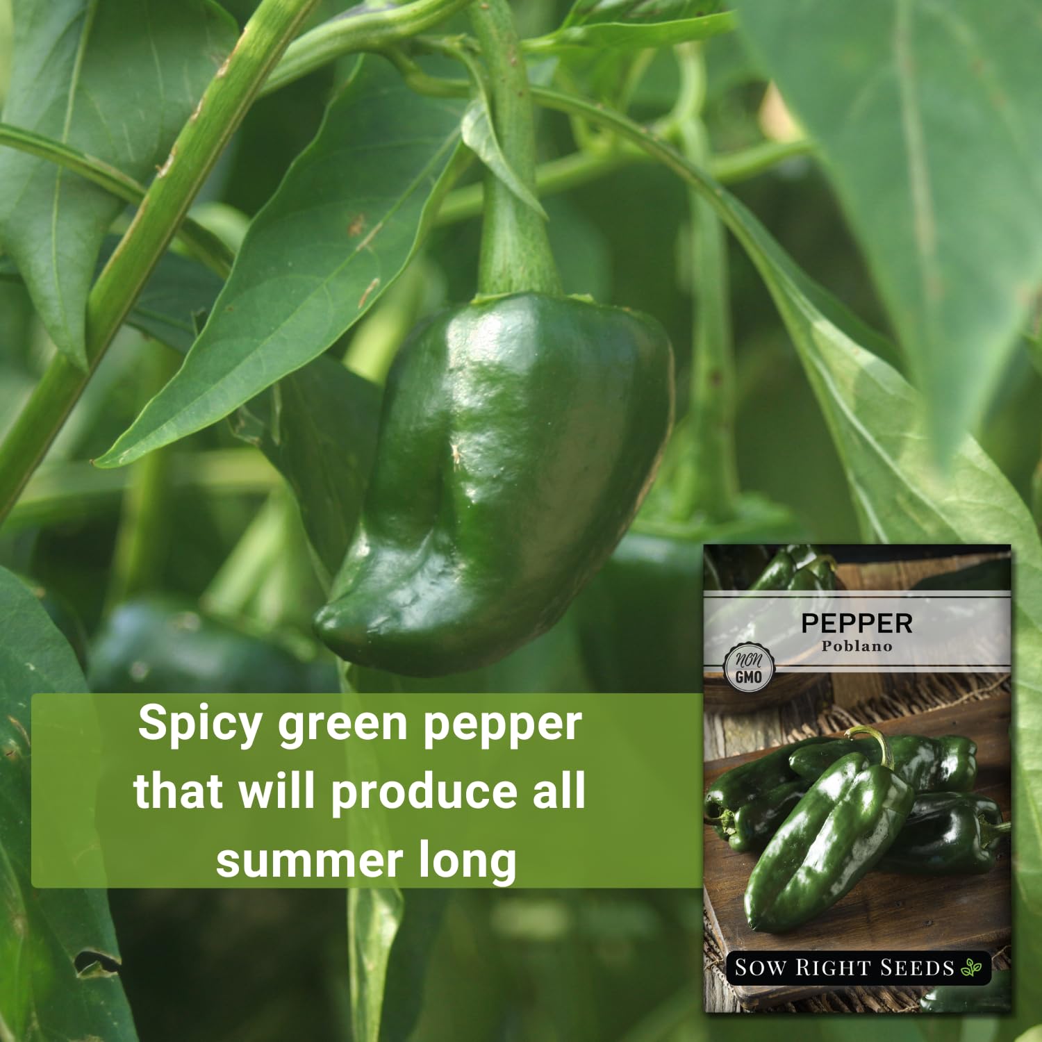 Sow Right Seeds Poblano pepper plants with green fruit on the vine for fresh harvest