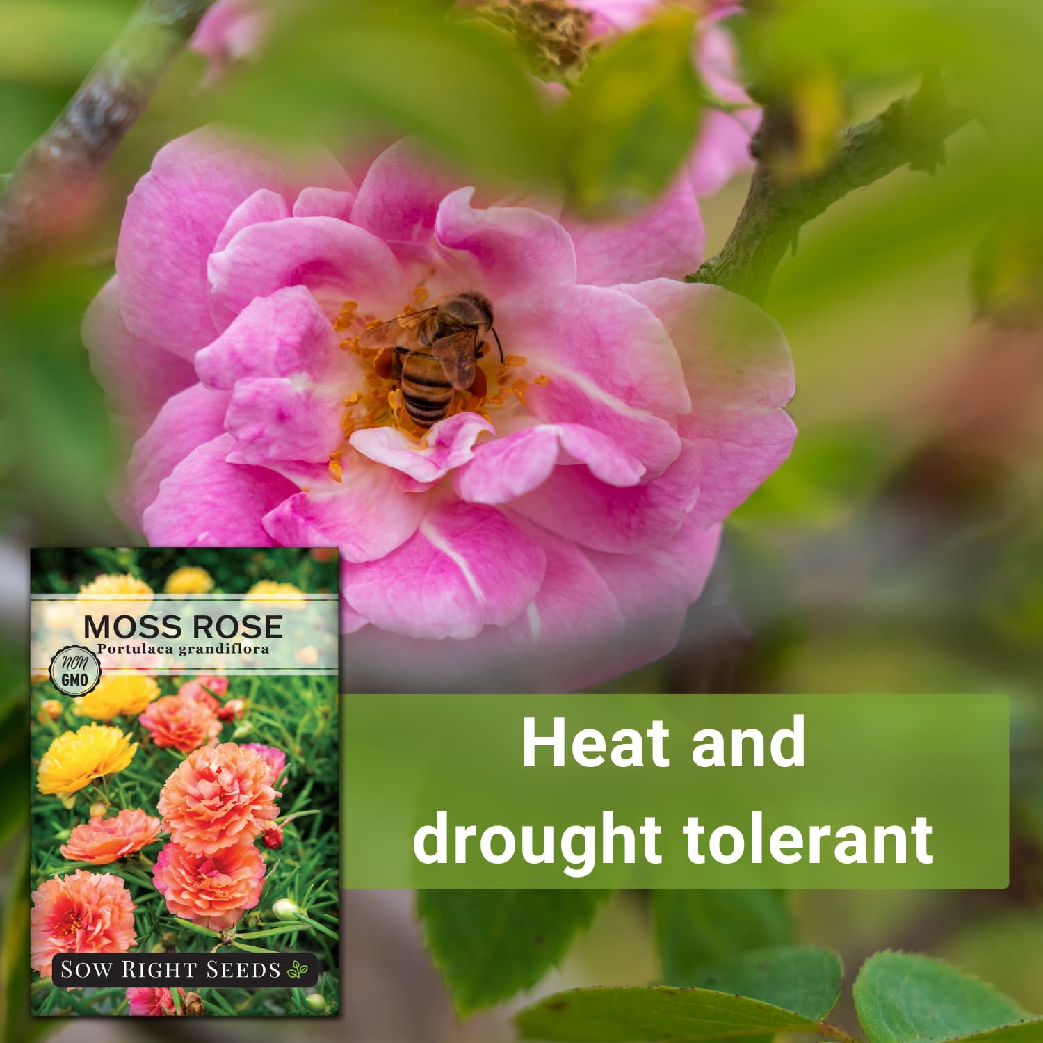 Sow Right Seeds pollinator-friendly moss rose attracts bees and butterflies.