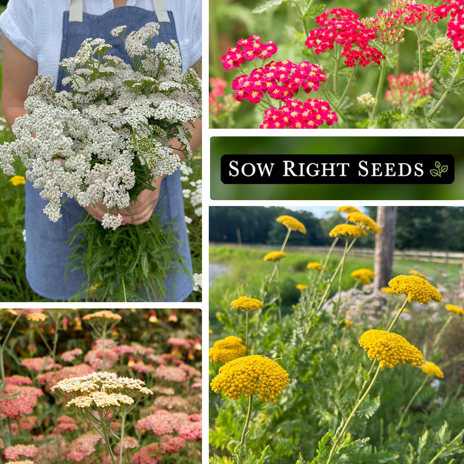 Sow Right Seeds pollinator-friendly yarrow scene showing bees and butterflies in action.