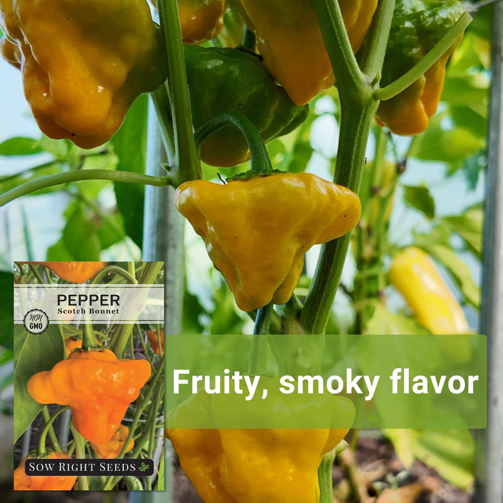 Sow Right Seeds Scotch Bonnet peppers ready for hot sauces and salsas.
