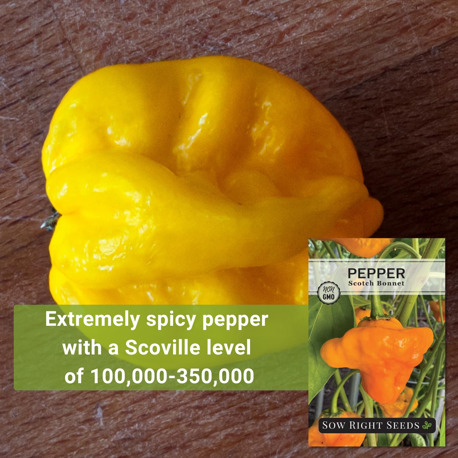 Sow Right Seeds Scotch Bonnet peppers maturing on bushy plant with vibrant fruit.