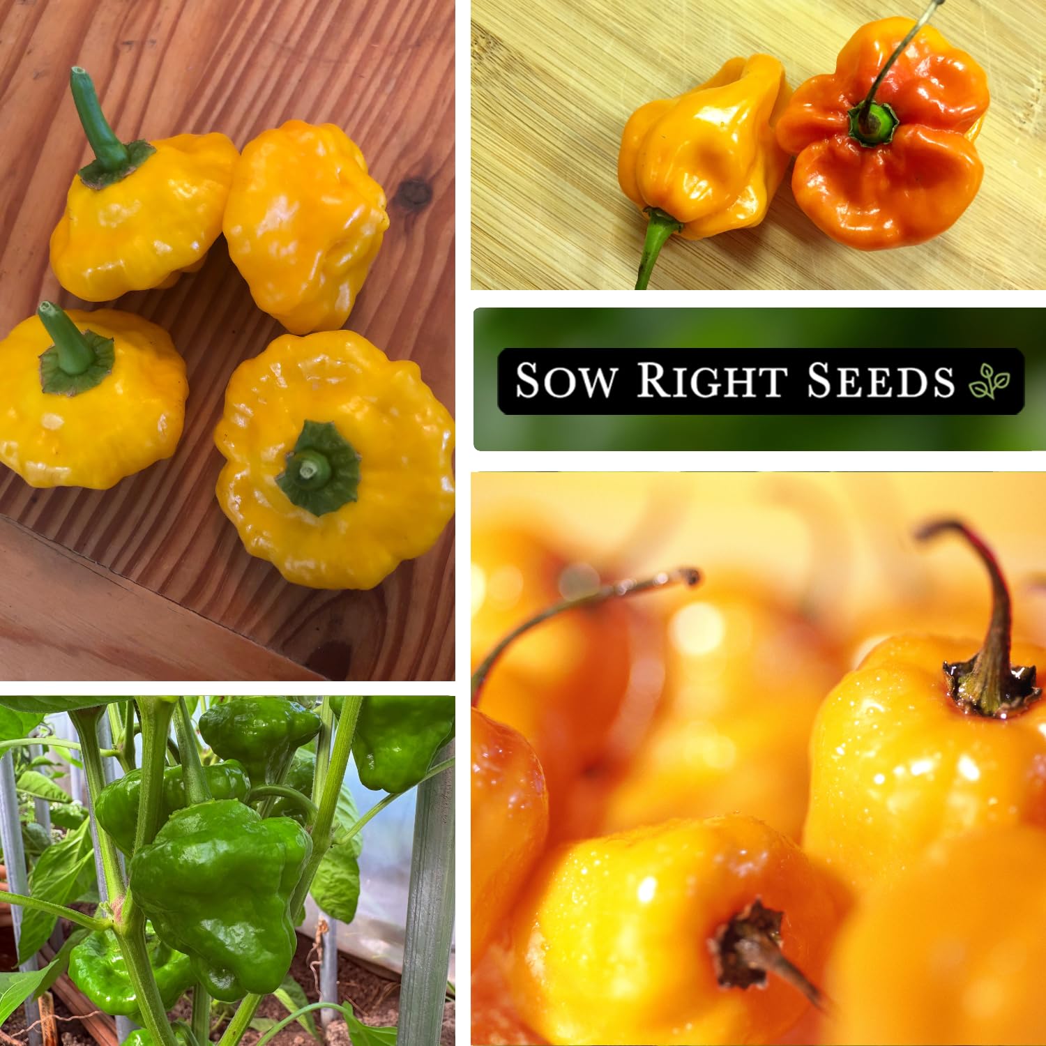 Sow Right Seeds Scotch Bonnet seed packet label highlights non-GMO heirloom variety.