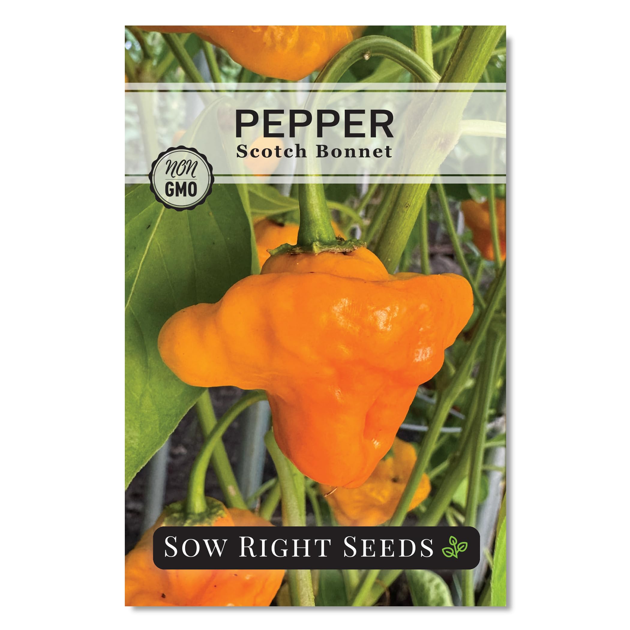 Sow Right Seeds Scotch Bonnet seeds packet close-up for hot Jamaican dishes.