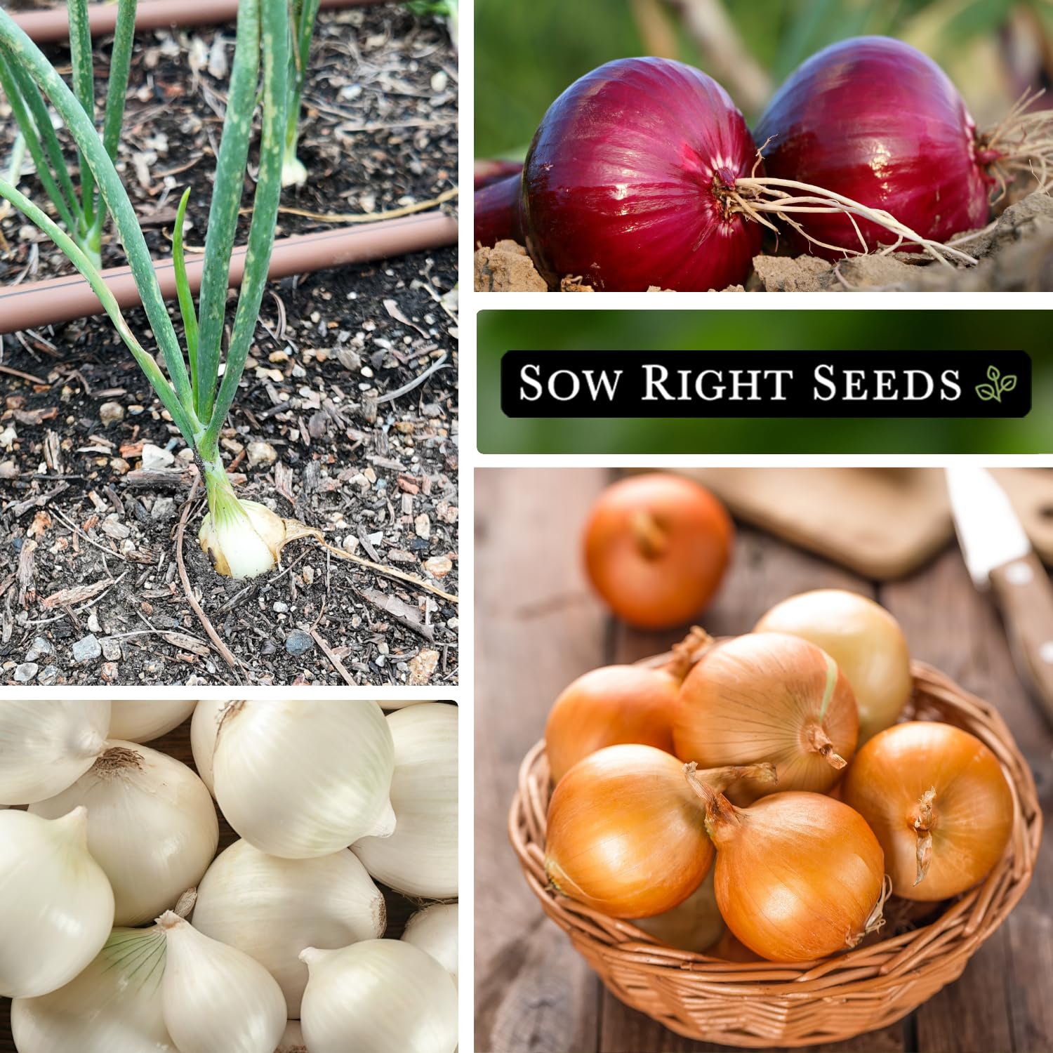 Sow Right Seeds packaging with clear planting instructions for easy home growing