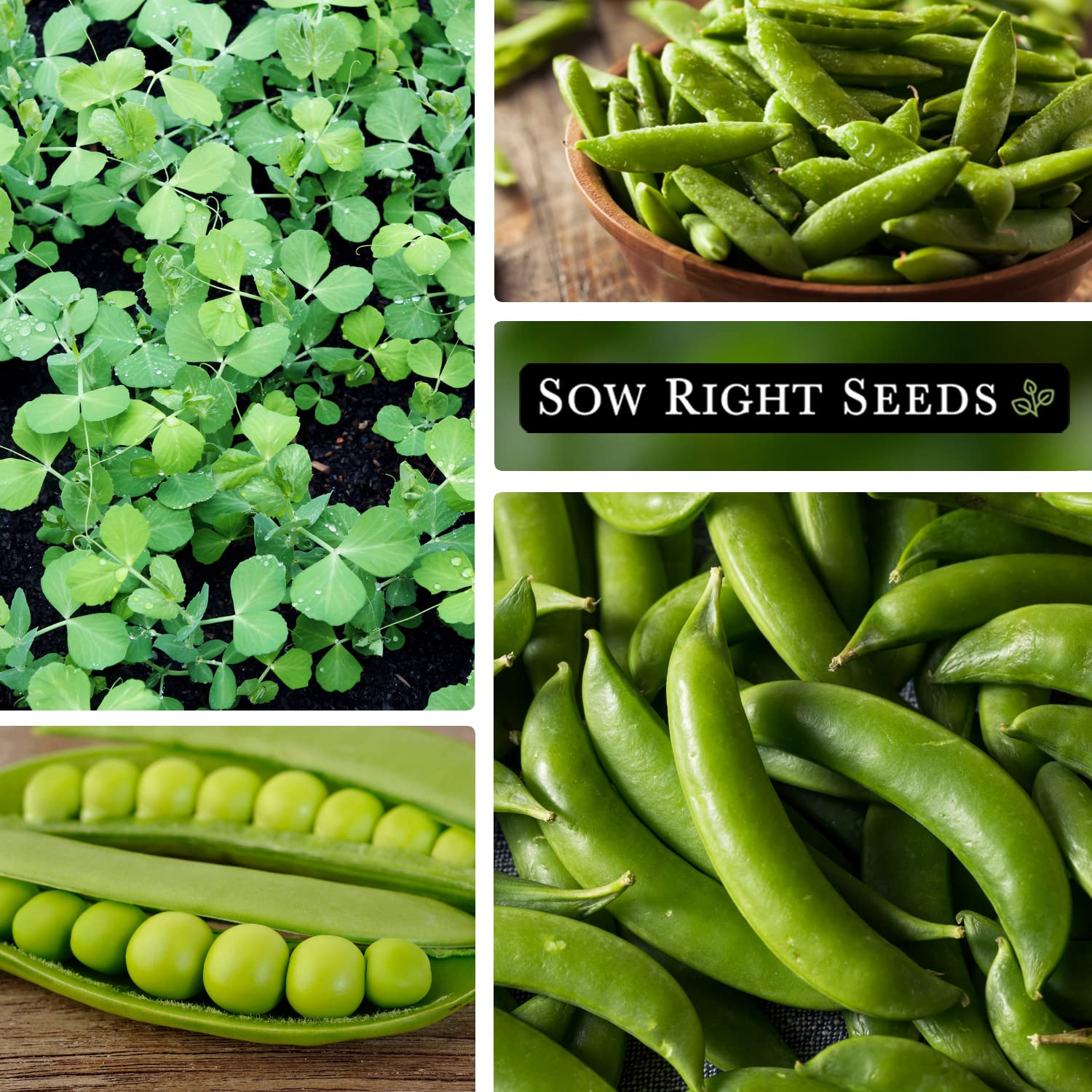 Sugar Snap harvest for fresh snacking and salads