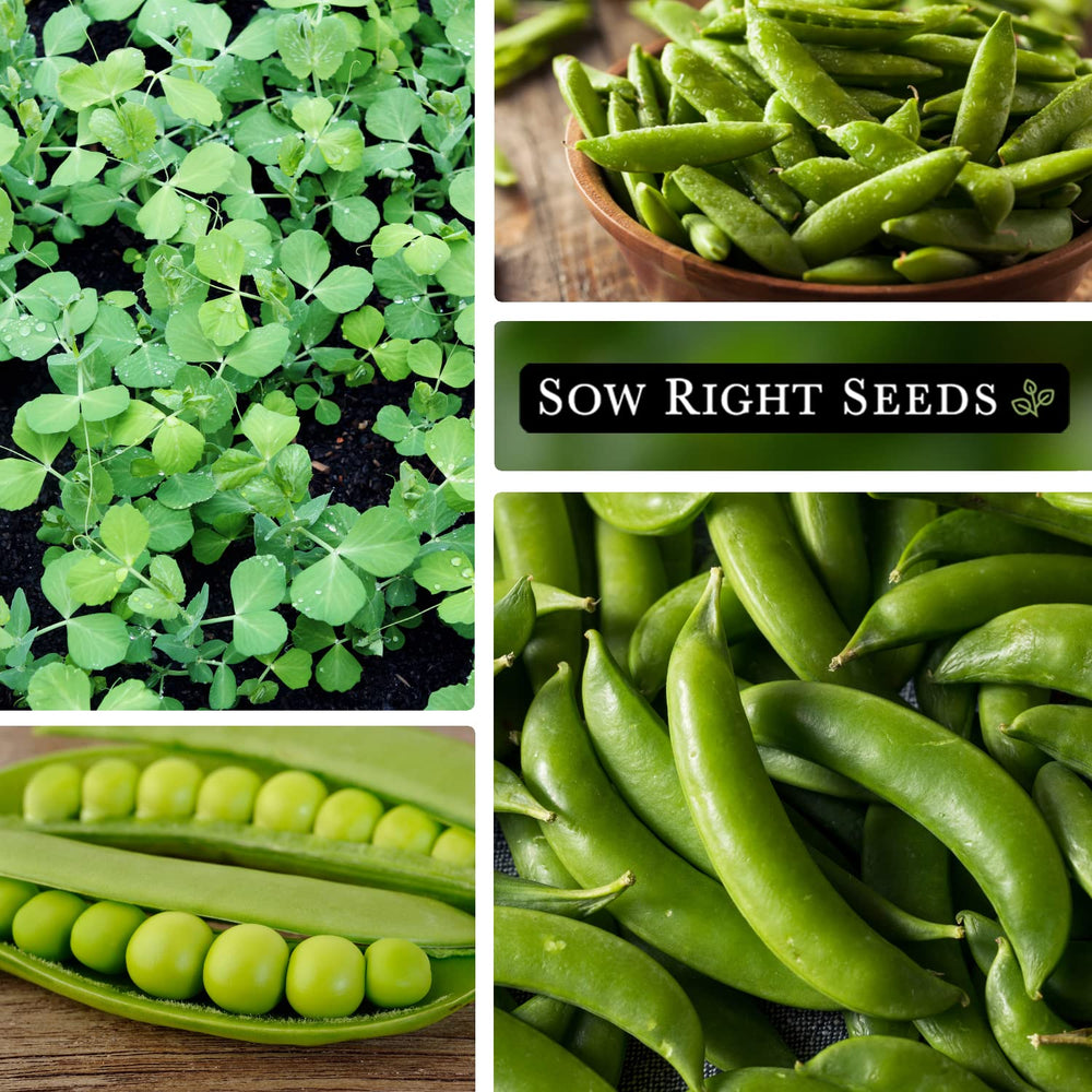 Sugar Snap harvest for fresh snacking and salads