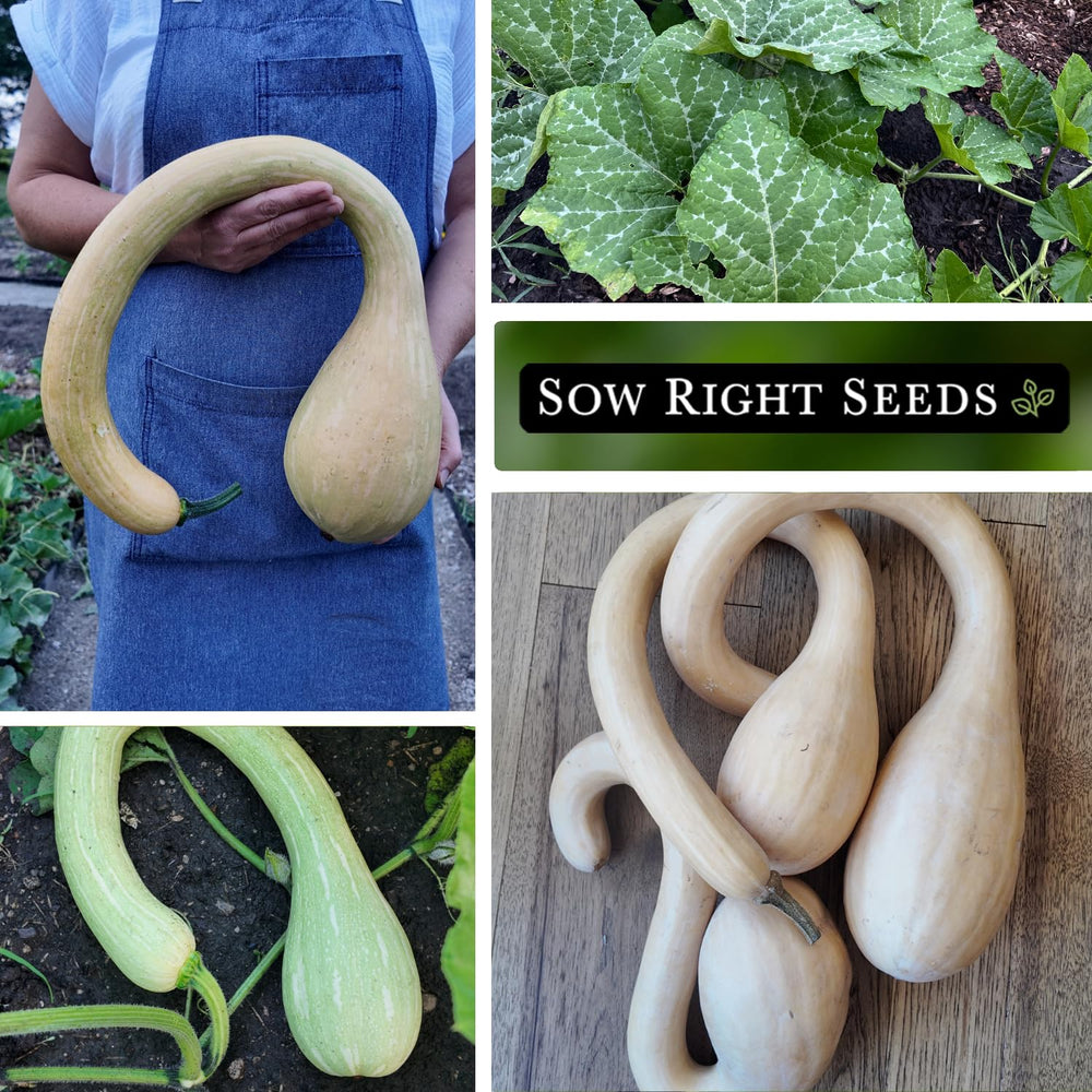 Sow Right Seeds Tromboncino long-neck fruit ready for fresh cooking.
