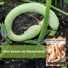 Sow Right Seeds Tromboncino vine growth reaching trellis-friendly length.