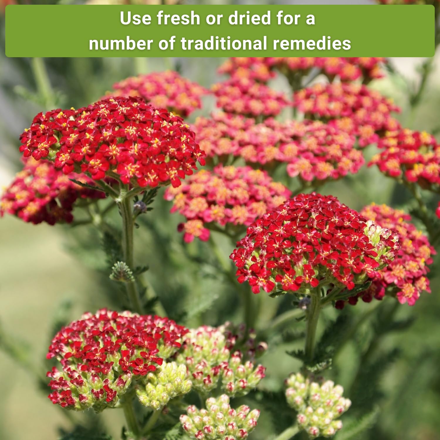 Sow Right Seeds yarrow flower clusters image showcasing dense blooms for mass plantings.