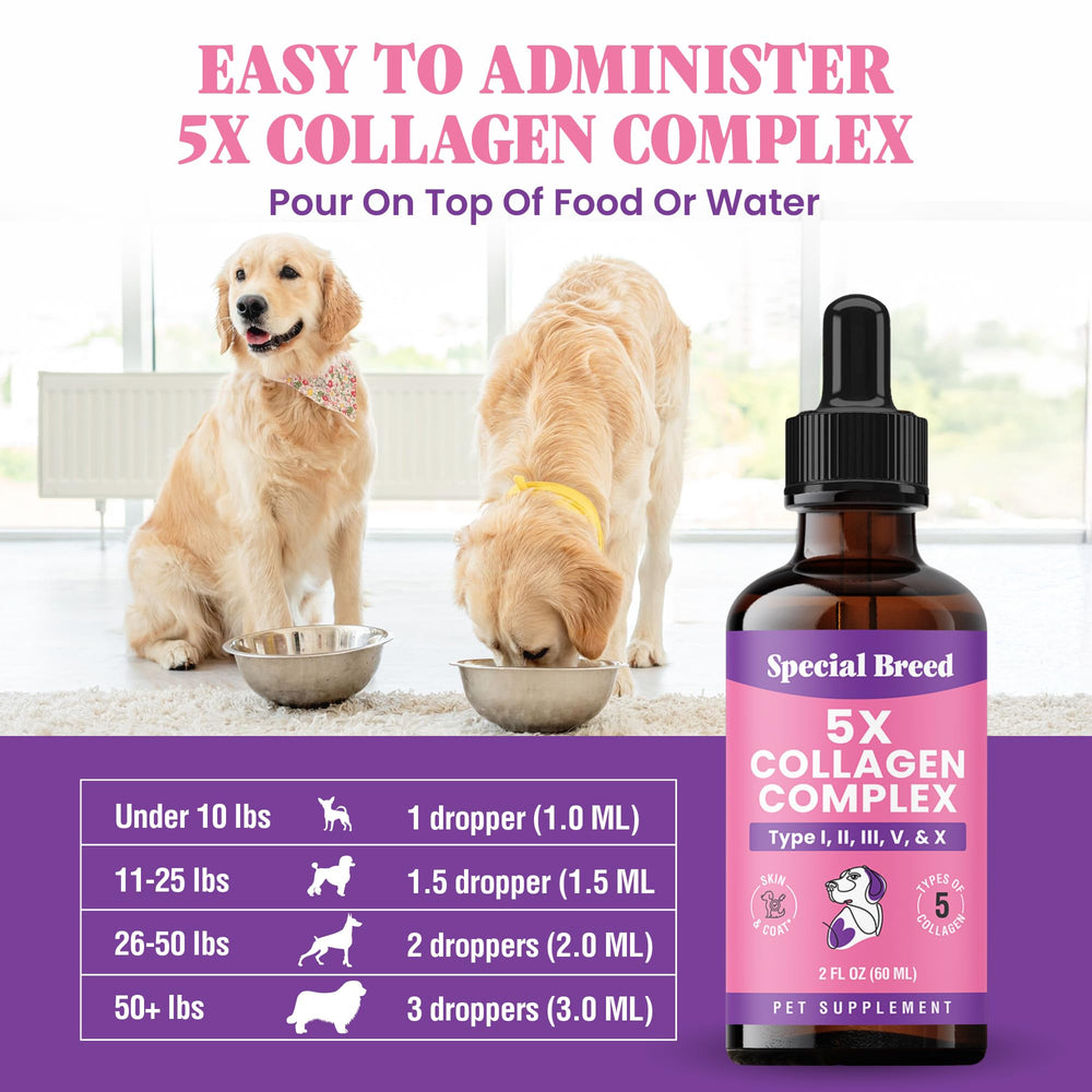 Special Breed Premium Collagen for Dogs enjoying a glossy coat after daily supplementation