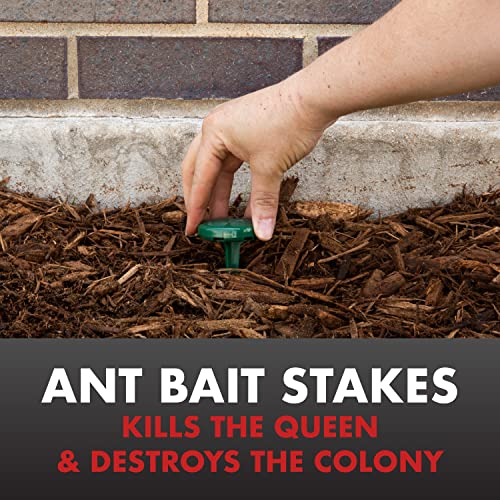 Spectracide Ant Shield queen destruction action reducing colony growth around the house