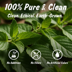Spice Profile Tulsi tea cup steep warm inviting aroma