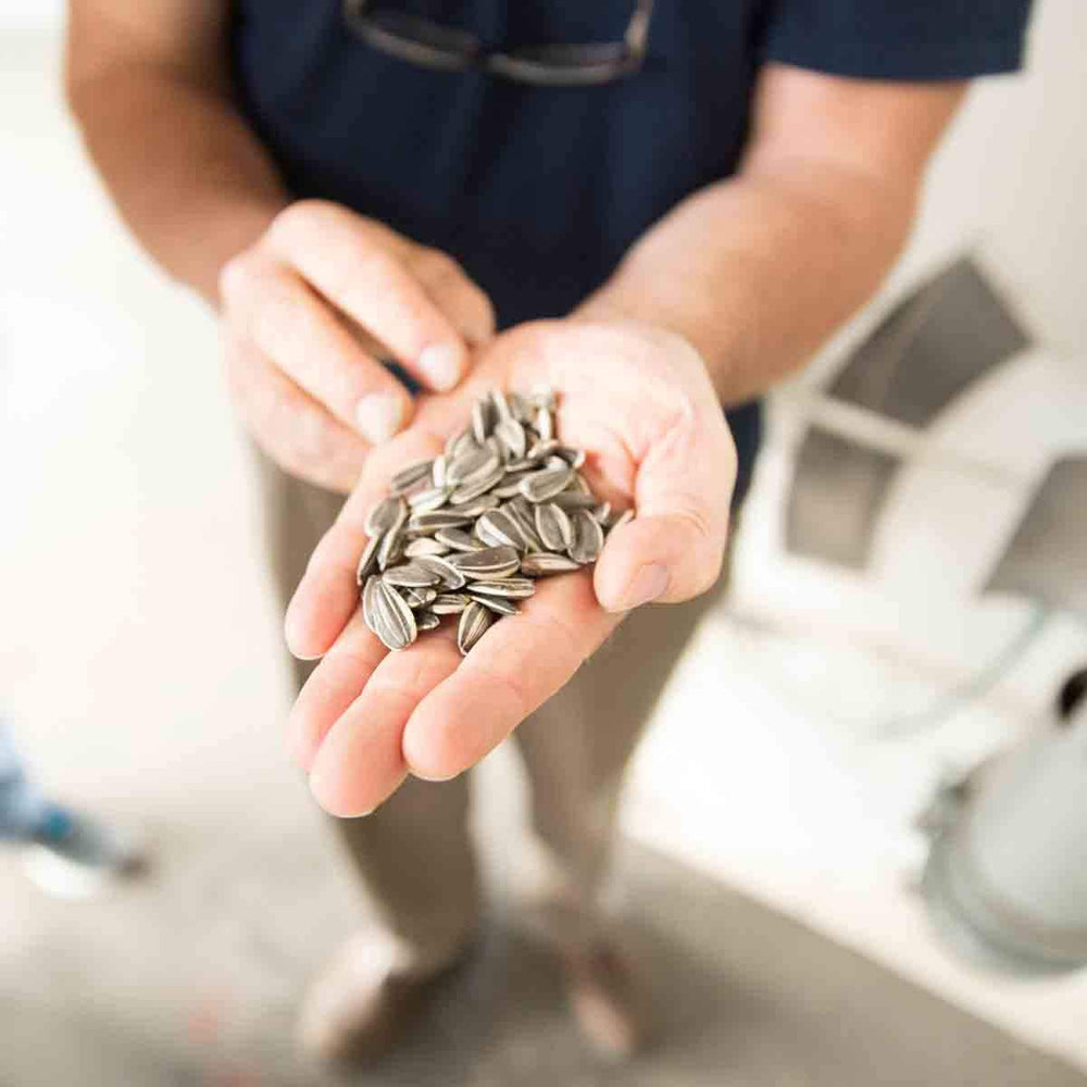 Spitz Sunflower Seeds Salted bag with large kernels per bite.