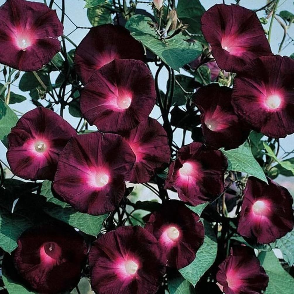 SPROUTARAQ dark-red morning glory seeds bundle ready for planting in sunny beds