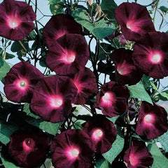 SPROUTARAQ dark-red morning glory seeds bundle ready for planting in sunny beds