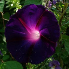SPROUTARAQ garden morning glory seed pack for adding vertical interest