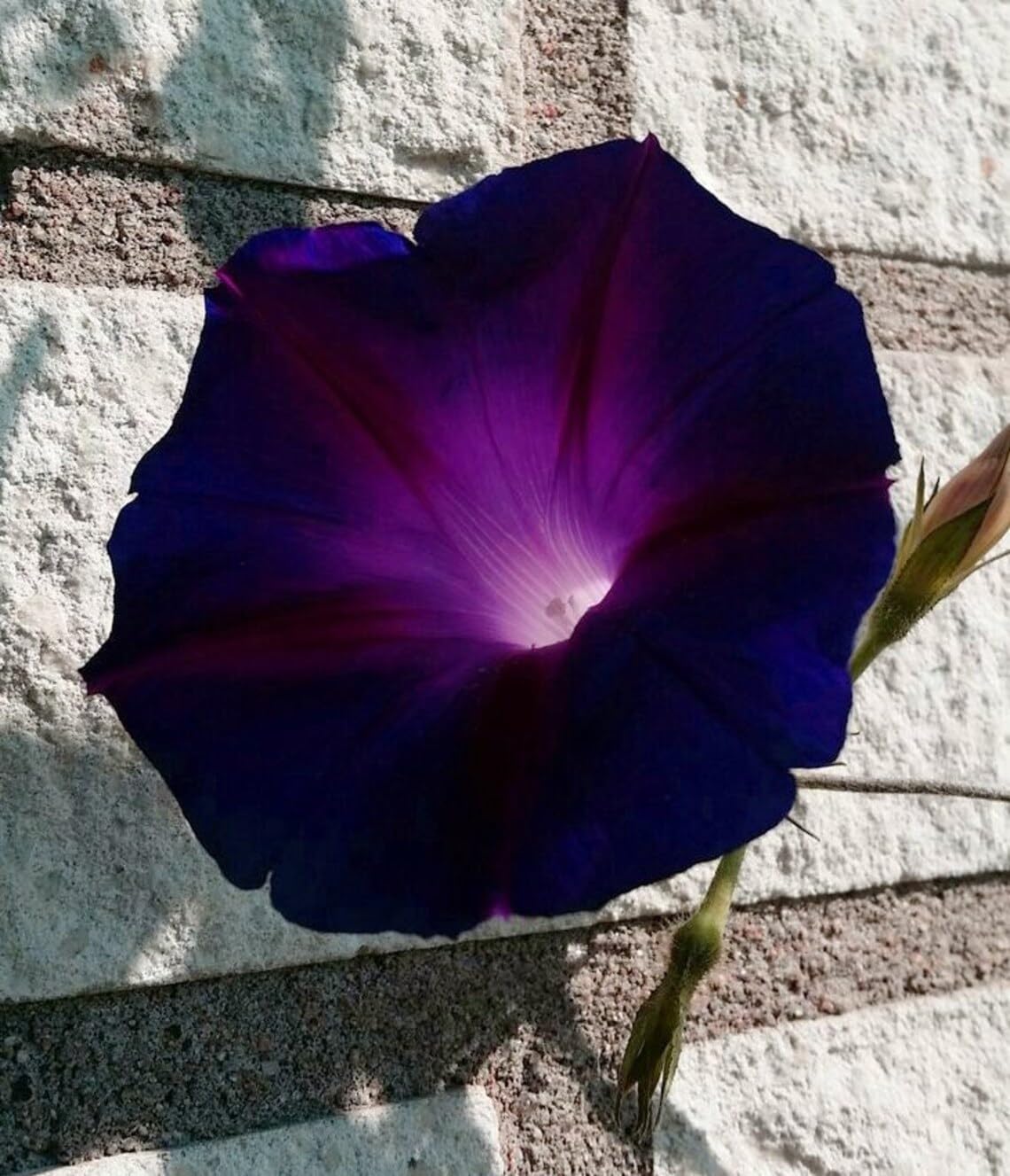 SPROUTARAQ morning glory climbing vine on trellis for vertical garden appeal