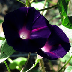 SPROUTARAQ morning glory flowers bloom in multiple colors for summer color on fences