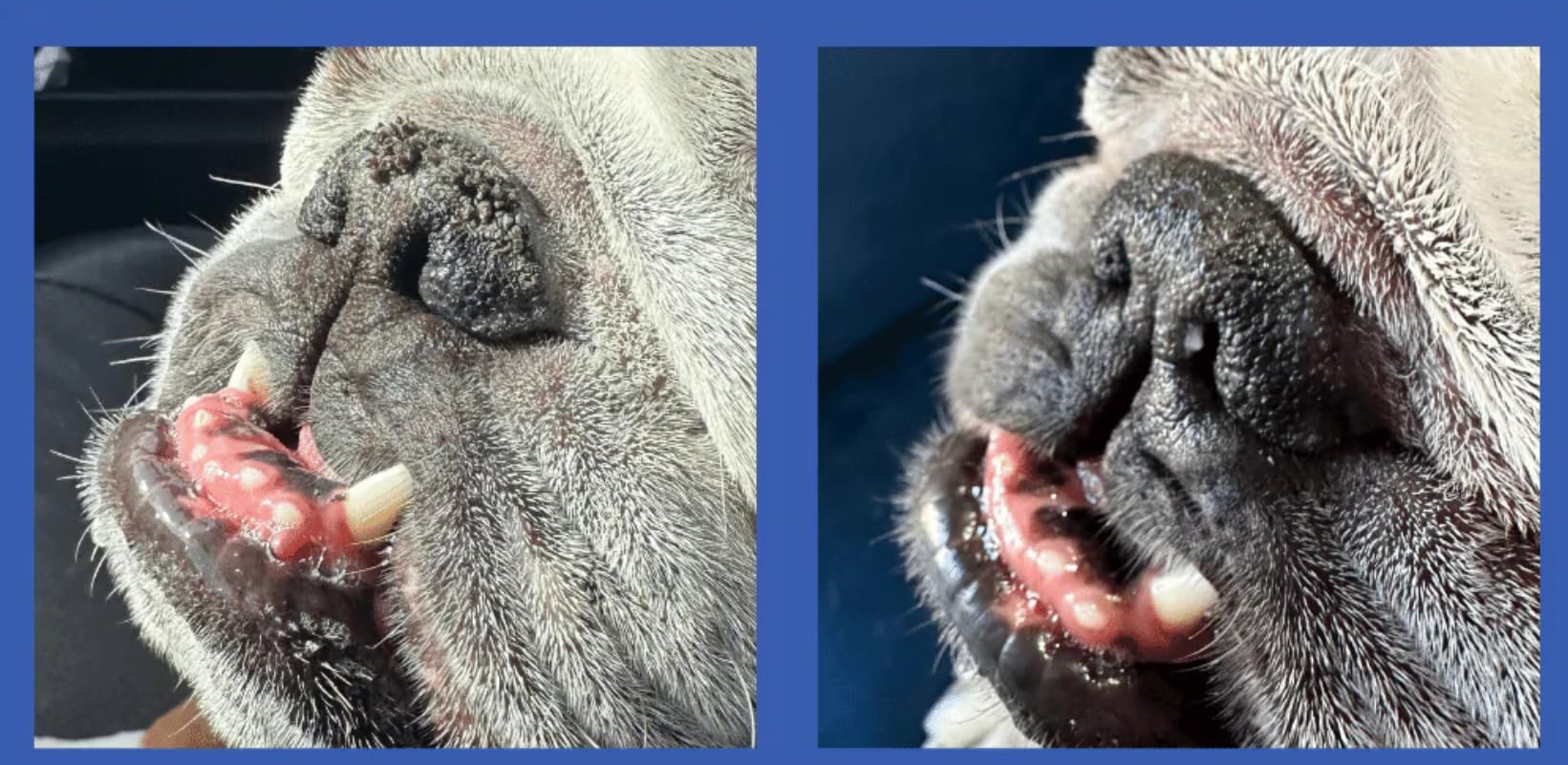 No fragrance label on Squishface Nose Balm for fragrance-free care.